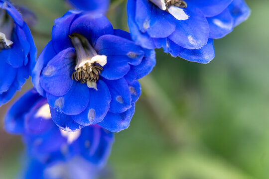 Blue delphinium flowers blooming in a summer garden
