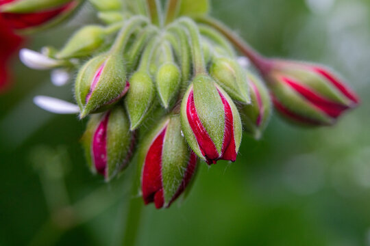 Red geranium flower buds developing before bloom