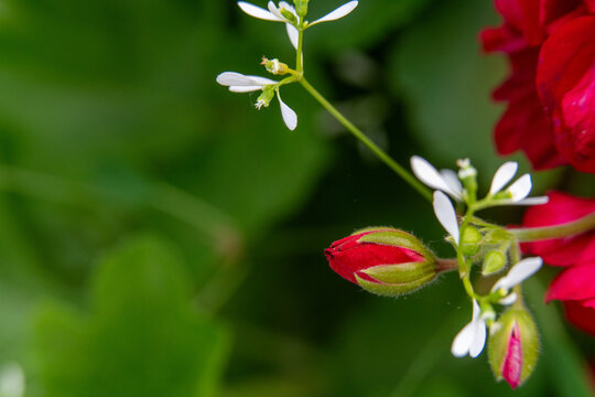 Red geranium bud emerging among garden flowers