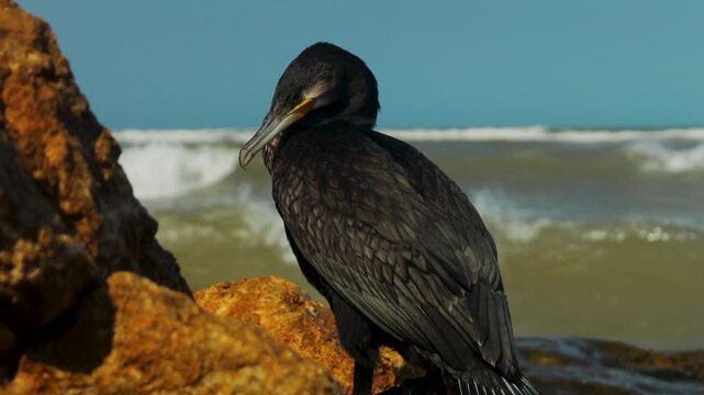Black cormorant. A black bird sits on a rock overlooking the ocean, great for nature or travel ry