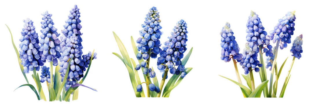 Watercolor illustration of three grape hyacinth plants with a black background