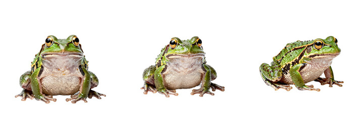 Naklejka premium Three common water frogs in different poses are pictured against a black background