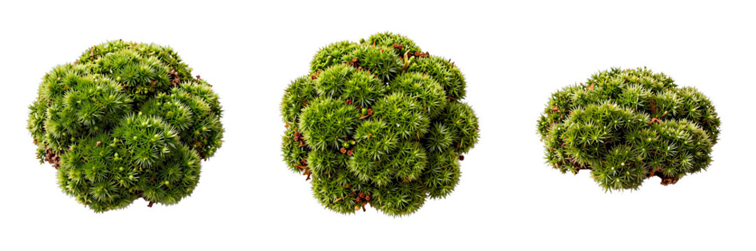 Three vibrant cushions of moss grow densely together on a stark black background
