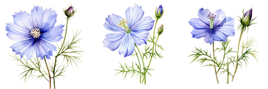 Elegant nigella flowers with delicate blue petals and buds isolated on black backdrop