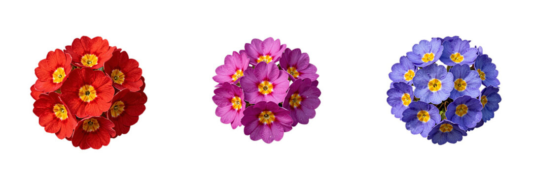 Arrangement of colorful primrose flowers on a black background adds a touch of natural beauty