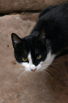 A feline gaze backlit. An intimidating, fixed stare from a cat with enormous whiskers.