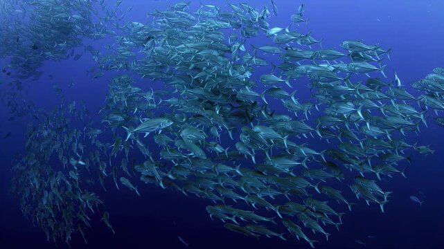 Massive school of jackfish swimming in deep blue ocean waters