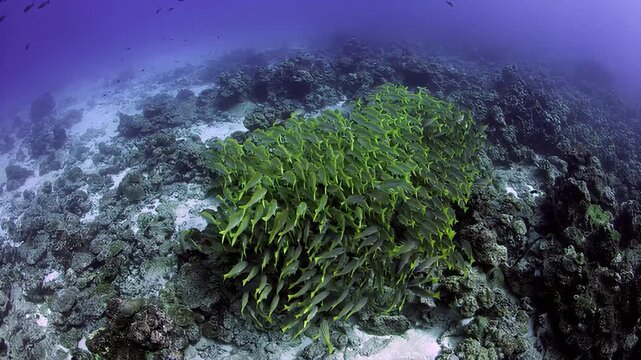 Vibrant school of yellowtail snapper swims gracefully over a coral reef