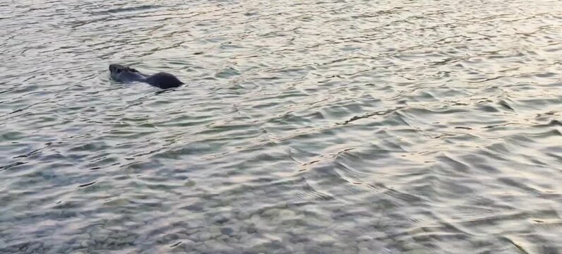 Nutria swims in clear water near the shore, head visible above the surface. Great for wildlife documentaries, educational videos, blogs, animal observation studies, eco-campaigns, and biology project