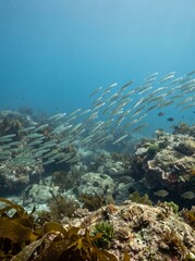 Obraz premium A school of small fish swims above a vibrant coral reef in clear blue ocean water, showcasing underwater marine life and diverse aquatic ecosystem.