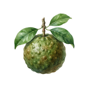 Kepel Fruit with Glossy Botanical Leaves Watercolor