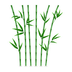 Obraz premium Vibrant green bamboo stalks on transparent background