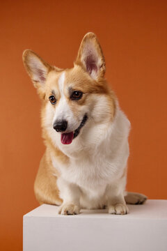 Pembroke Welsh Corgi sits on a white pedestal against a saturated orange background. Full-body composition combines clean commercial styling with cheerful companion personality.