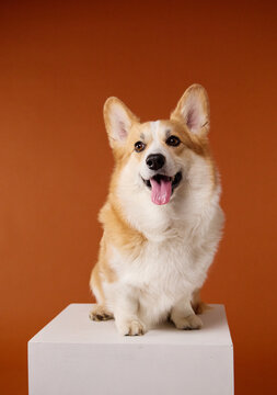 Happy Pembroke Welsh Corgi sits on a white pedestal against orange. Full-body studio portrait shows cheerful character, compact shape and attentive companion behavior.