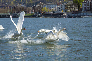 Several beautiful white mute swans running and taking off from the river water surface with huge splashes and open wings against houses © Tatiana Selinger