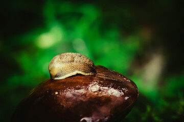 a snail crawls on the cap of a mushroom macrophoto © Polivan