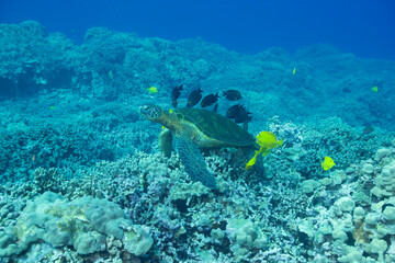 Green sea turtle swimming underwater being clean by fish © willtu