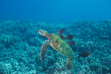 Green sea turtle swimming underwater being clean by fish © willtu