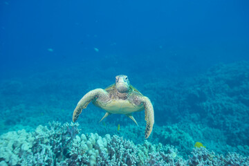 Green sea turtle underwater off the coast of Hawaii © willtu