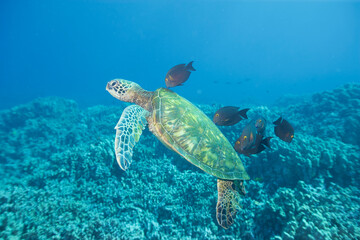 Green sea turtle swimming underwater being clean by fish © willtu