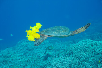 Green sea turtle swimming underwater being clean by fish © willtu