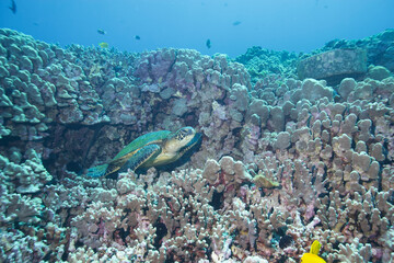 Green sea turtle underwater off the coast of Hawaii © willtu
