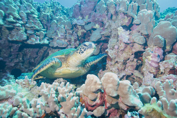 Green sea turtle underwater off the coast of Hawaii © willtu