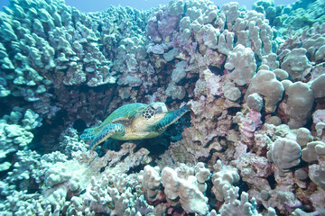 Green sea turtle underwater off the coast of Hawaii © willtu