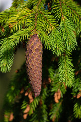 Spruce cone hanging from an evergreen tree branch © Photography