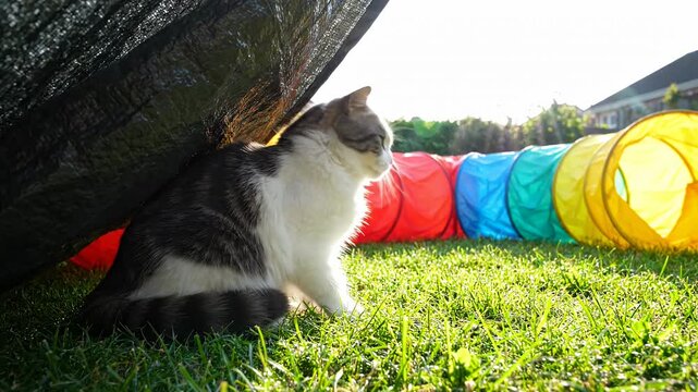 Calico cat sitting on grass near colorful play tunnel.