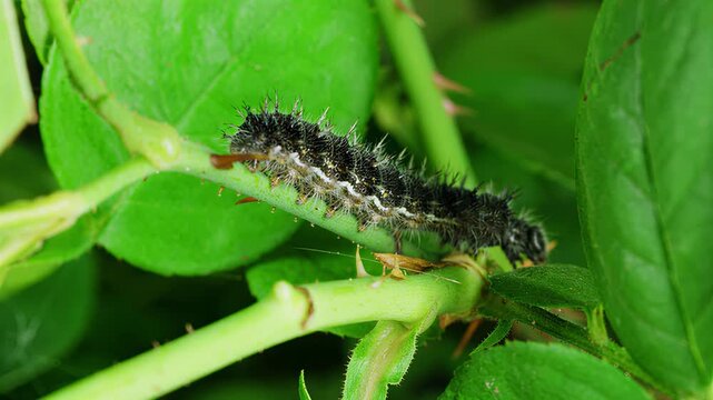 Close-up macro shot of a fuzzy caterpillar crawling on a thorny rose stem