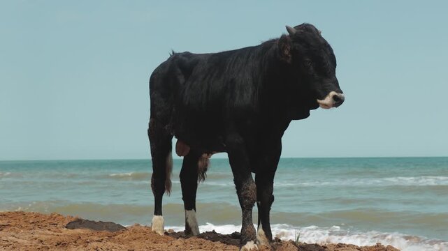 A cow standing alone on a sandy beach