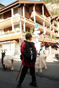 Zermatt, Switzerland summer Goat's Parade August 2026