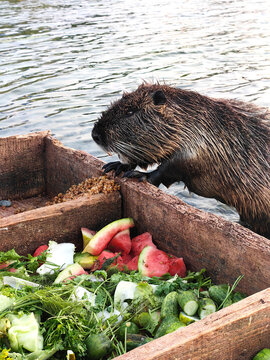 A nutria stands at the edge of a wooden feeder filled with fresh vegetables and grains by the water. for wildlife magazines, educational materials, animal nutrition guides, nature blogs, eco-campaigns