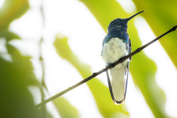 Naklejka premium White-necked Jacobin resting on a delicate branch against a smooth green bokeh background.