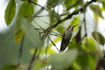 Naklejka premium Hummingbird Perched Among Green Leaves in Tropical Forest With Soft Bokeh Background