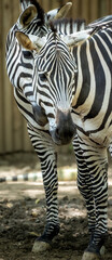Portrait Of Two Zebras With Bold Black And White Stripes In Natural Habitat © Nicolas Ospina