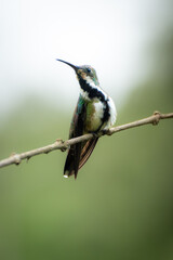 Naklejka premium Perched Hummingbird On Branch With Bokeh Background — Close-Up Wildlife Portrait Showing Iridescent Plumage