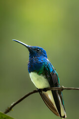 Naklejka premium Colorful hummingbird rests on a delicate branch.