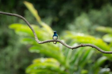 Naklejka premium Vibrant Blue Hummingbird Perched On Curved Branch In Tropical Green Forest Bokeh