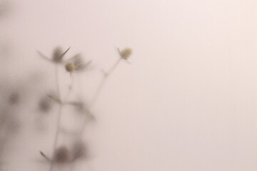 Fototapeta premium Smoke selected soft focus beige thorn Dry Flower through translucent matte frosted glass. Abstract natural blurred grain light fog background.