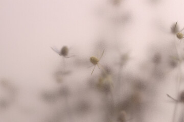 Fototapeta premium Smoke selected soft focus beige thorn Dry Flower through translucent matte frosted glass. Abstract natural blurred grain light fog background.