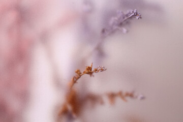 Fototapeta premium Smoke selected soft focus cream Dry Flower through translucent matte frosted glass. Abstract natural blurred grain light fog background.