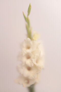 Smoke selected soft focus cream beige white Gladiolus Flower through translucent matte frosted glass. Abstract natural blurred grain light fog background.