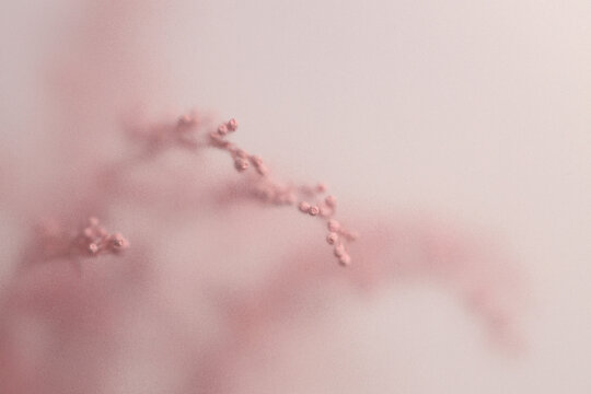 Smoke selected soft focus beige pink Dry Flower through translucent matte frosted glass. Abstract natural blurred grain light fog background.