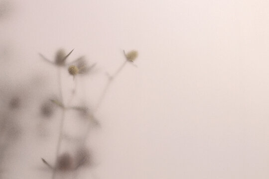 Smoke selected soft focus beige thorn Dry Flower through translucent matte frosted glass. Abstract natural blurred grain light fog background.