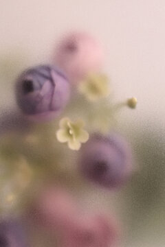 Smoke selected soft focus cream beige pink Rose Flower bouquet through translucent matte frosted glass. Abstract natural blurred grain light fog background.