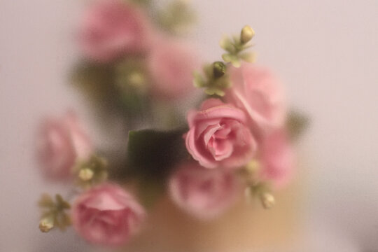 Smoke selected soft focus cream beige pink Rose Flower through translucent matte frosted glass. Abstract natural blurred grain light fog background.