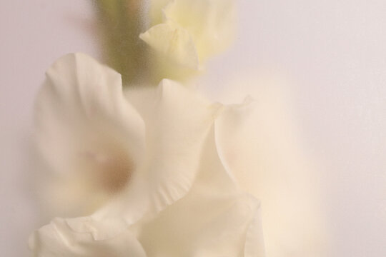 Smoke selected soft focus cream beige white Gladiolus Flower through translucent matte frosted glass. Abstract natural blurred grain light fog background.