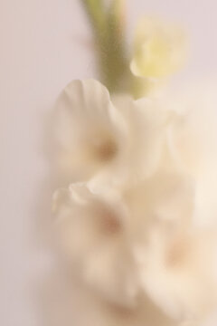Smoke selected soft focus cream beige white Gladiolus Flower through translucent matte frosted glass. Abstract natural blurred grain light fog background.